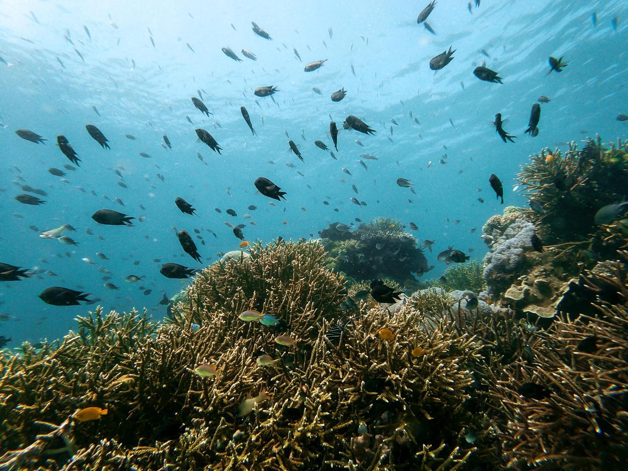 Resor Menjaga Bay